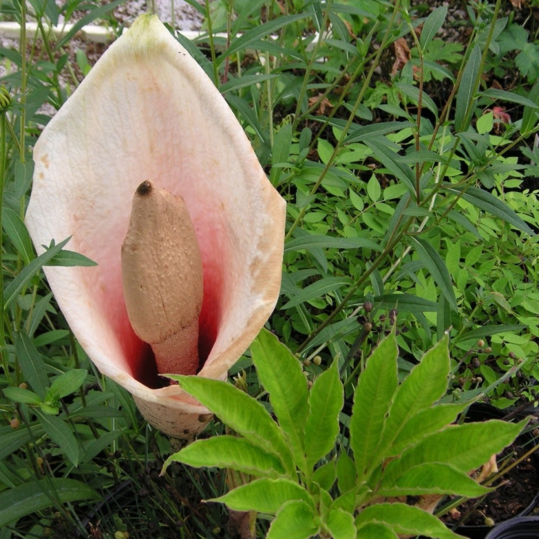 Аморфофаллус лилия вуду