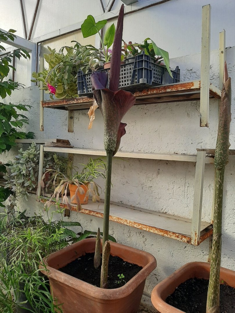 Аморфофаллус комнатное растение