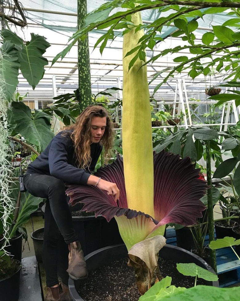 Змеиная пальма аморфофаллус