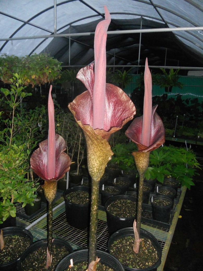 Аморфофаллус атровиридис