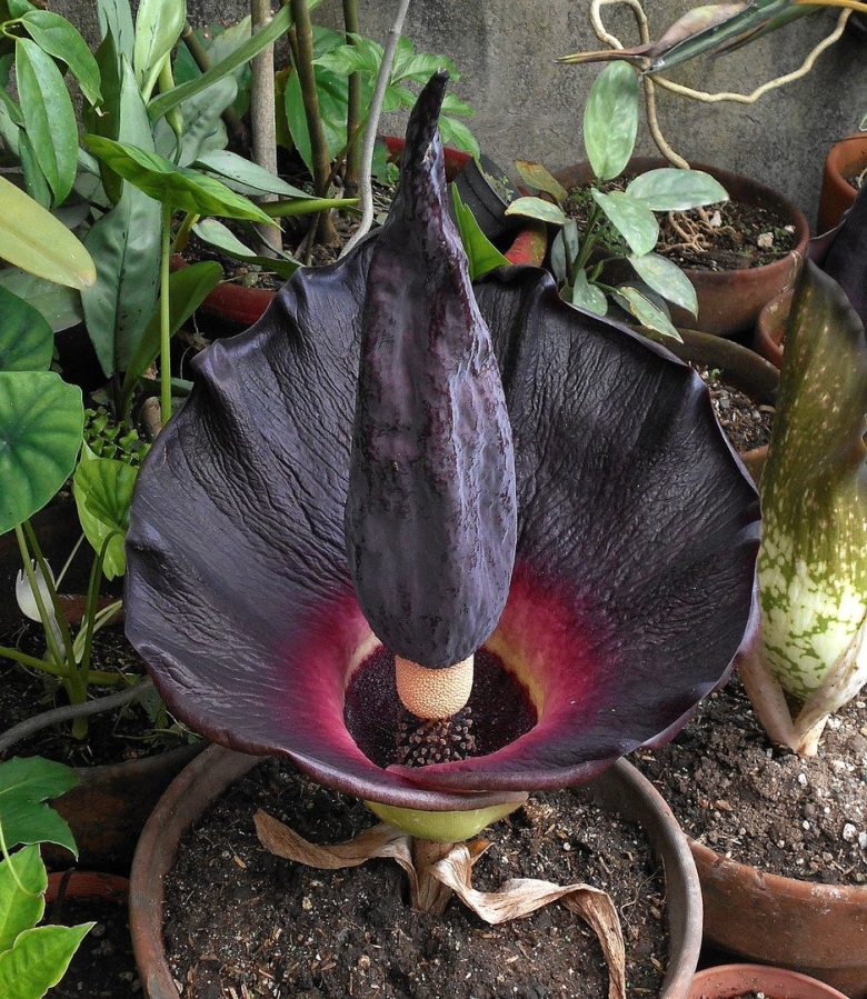 Луковичная пальма аморфофаллус