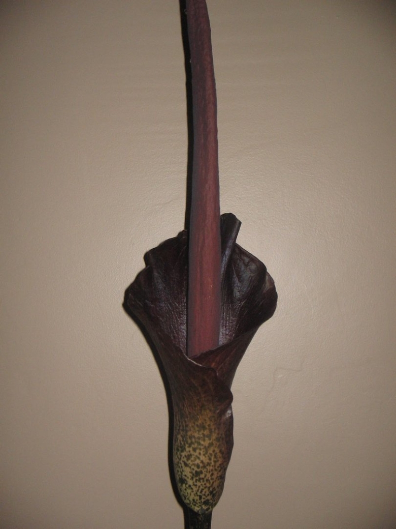 Змеиная пальма аморфофаллус