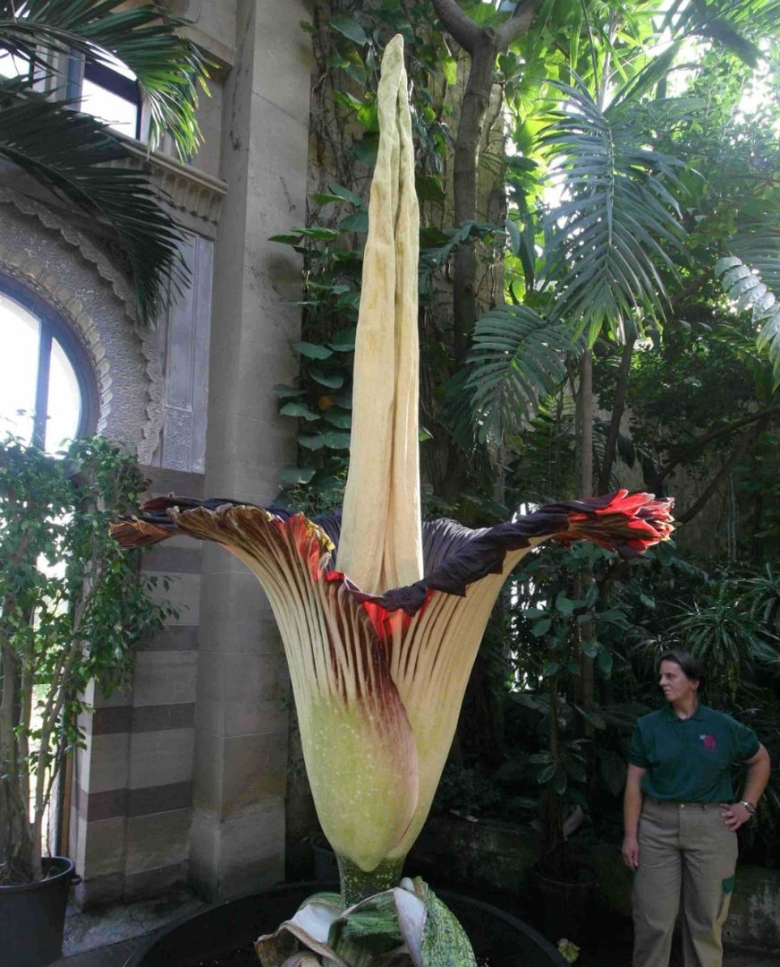 Аморфофаллус титанический