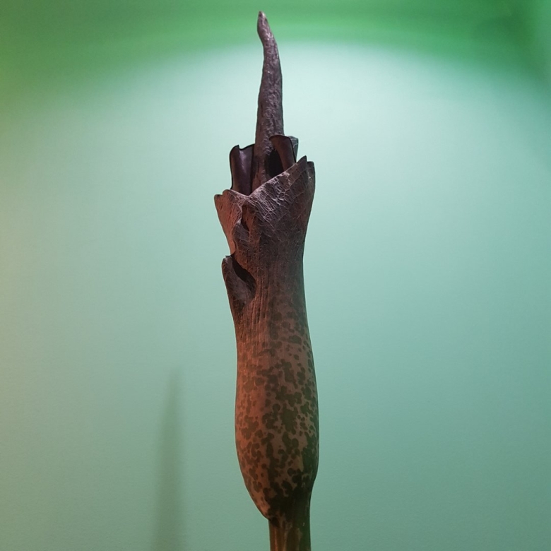 Змеиная пальма