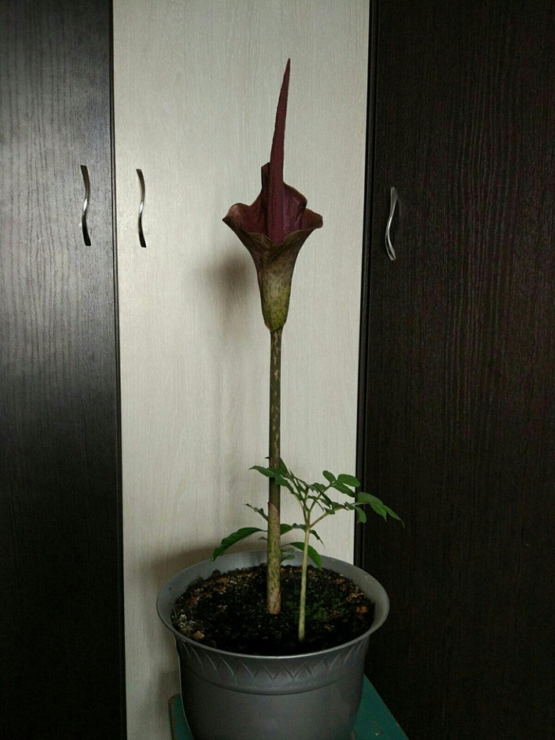 Аморфофаллус пионолистный