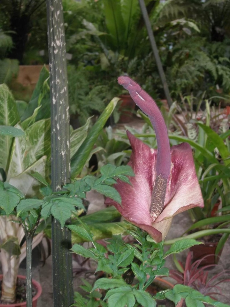 Змеиное дерево аморфофаллус