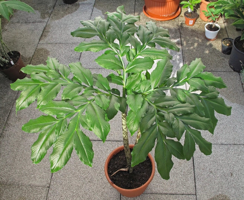 Amorphophallus decus silvae