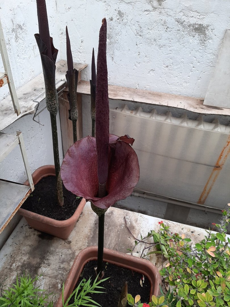 Аморфофаллус конжак