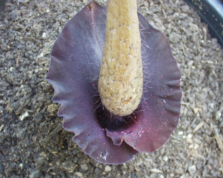 Аморфофаллус клубень