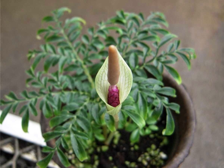 Луковичная Пальма Аморфофаллус