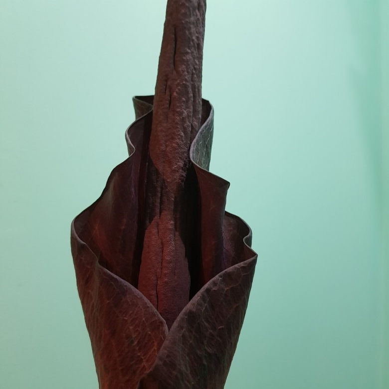 Змеиное дерево