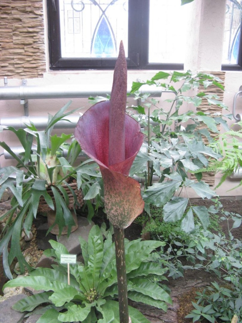 Аморфофаллус цветок Змеиное дерево