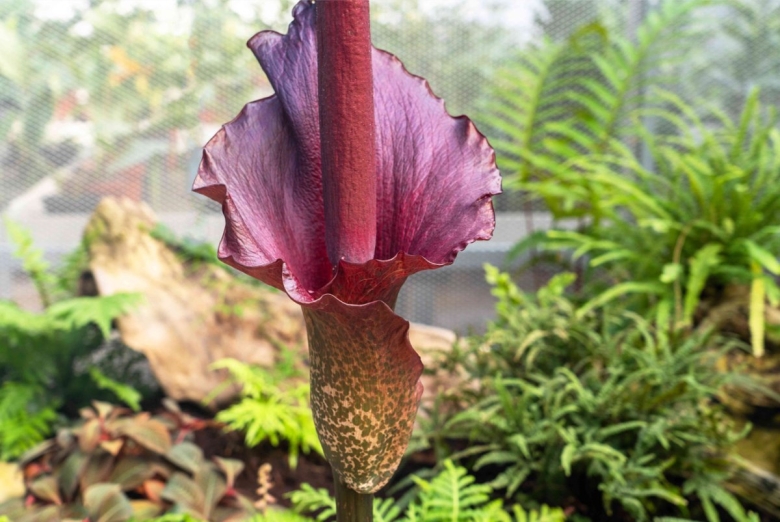 Аморфофаллус коньяк