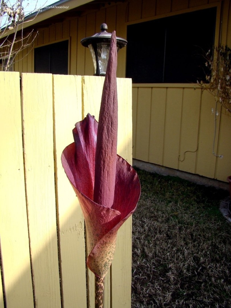 Аморфофаллус комнатный