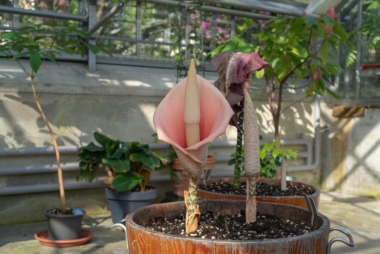 Amorphophallus bulbifer