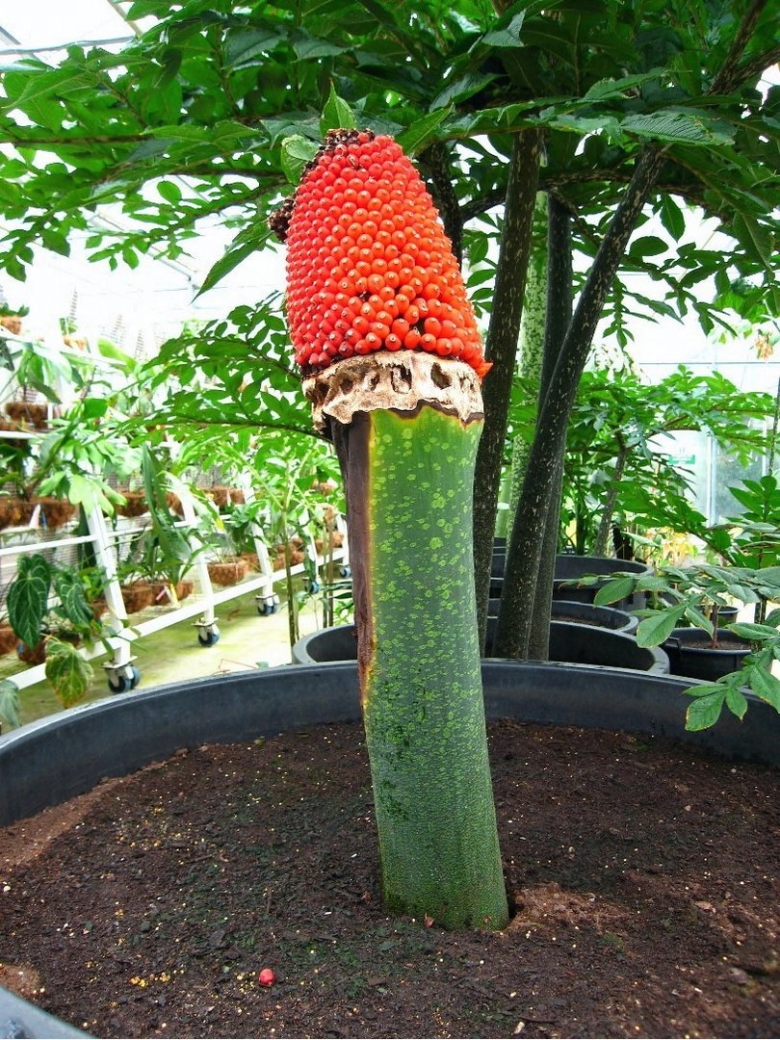 Аморфофаллус титанический плод