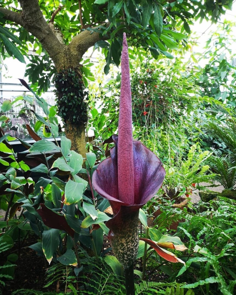 Amorphophallus konjac