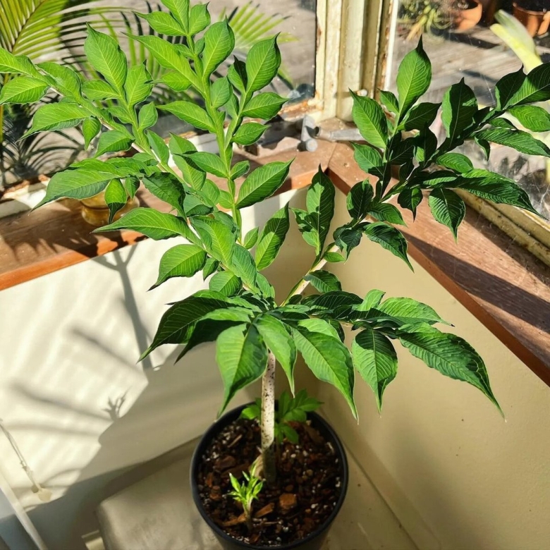 Пахира загнивание ствола