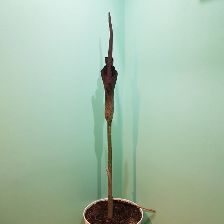 Змеиная пальма