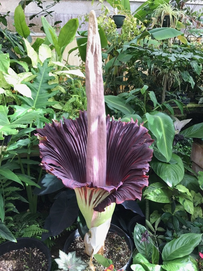 Аморфофаллус пальма