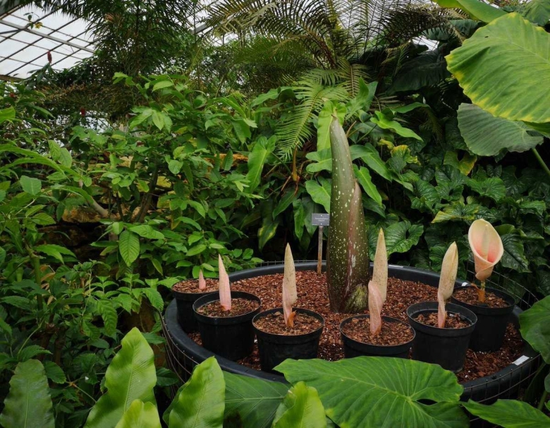 Amorphophallus decus silvae