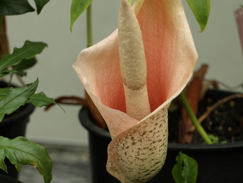 Аморфофаллус bulbifer
