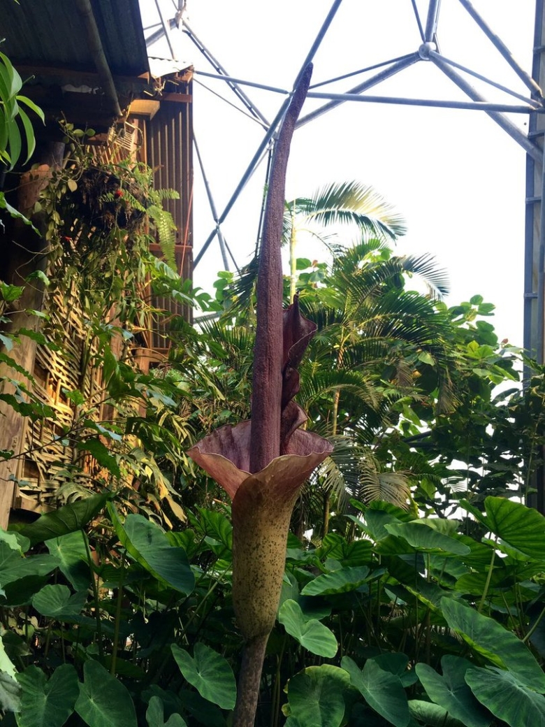 Аморфофаллус ривера