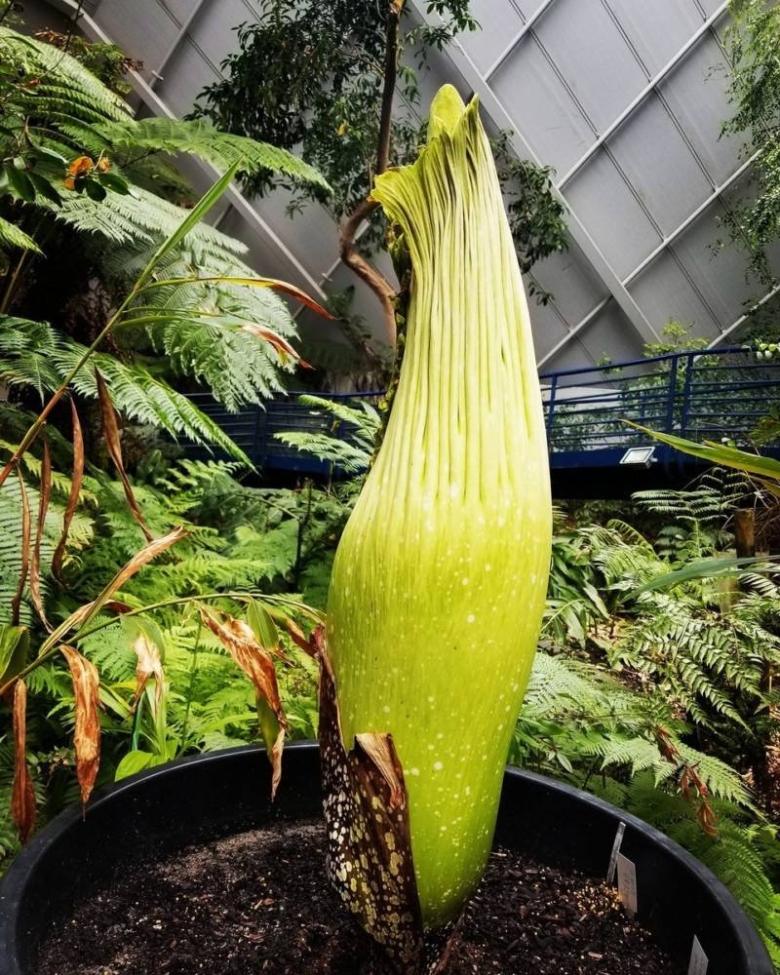 Аморфофаллус пальма
