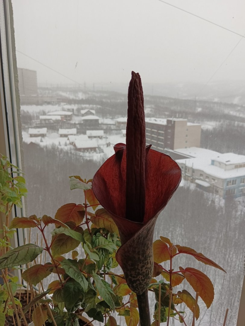 Луковичная пальма аморфофаллус