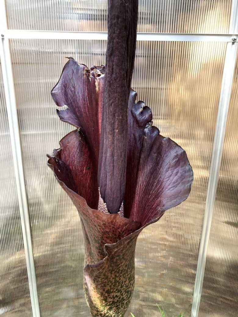 Аморфофаллус Конжак