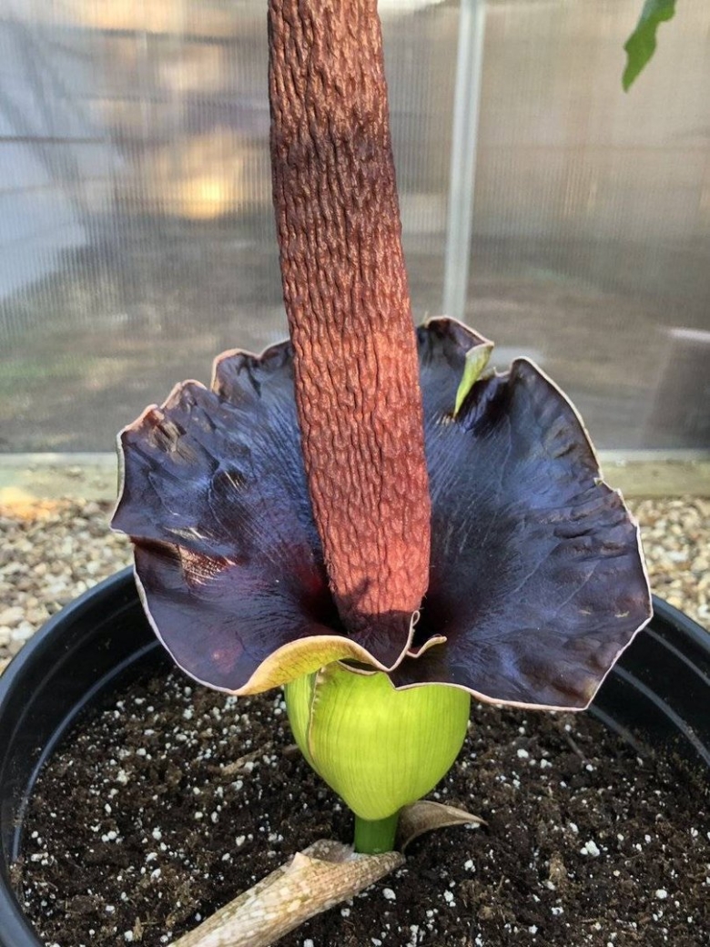 Змеиное дерево аморфофаллус