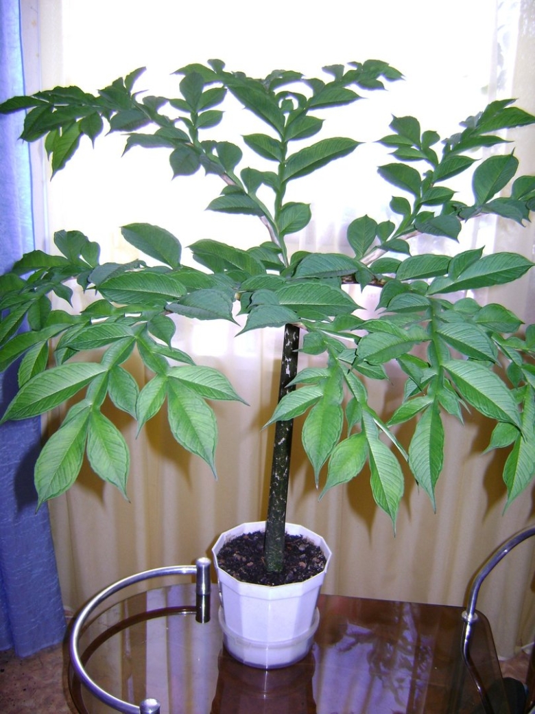 Аморфофаллус цветок Змеиное дерево