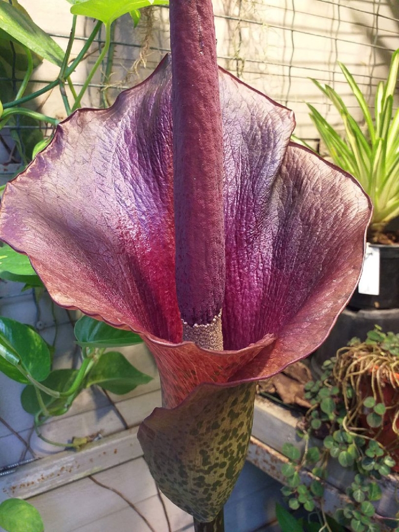 Аморфофаллус конжак