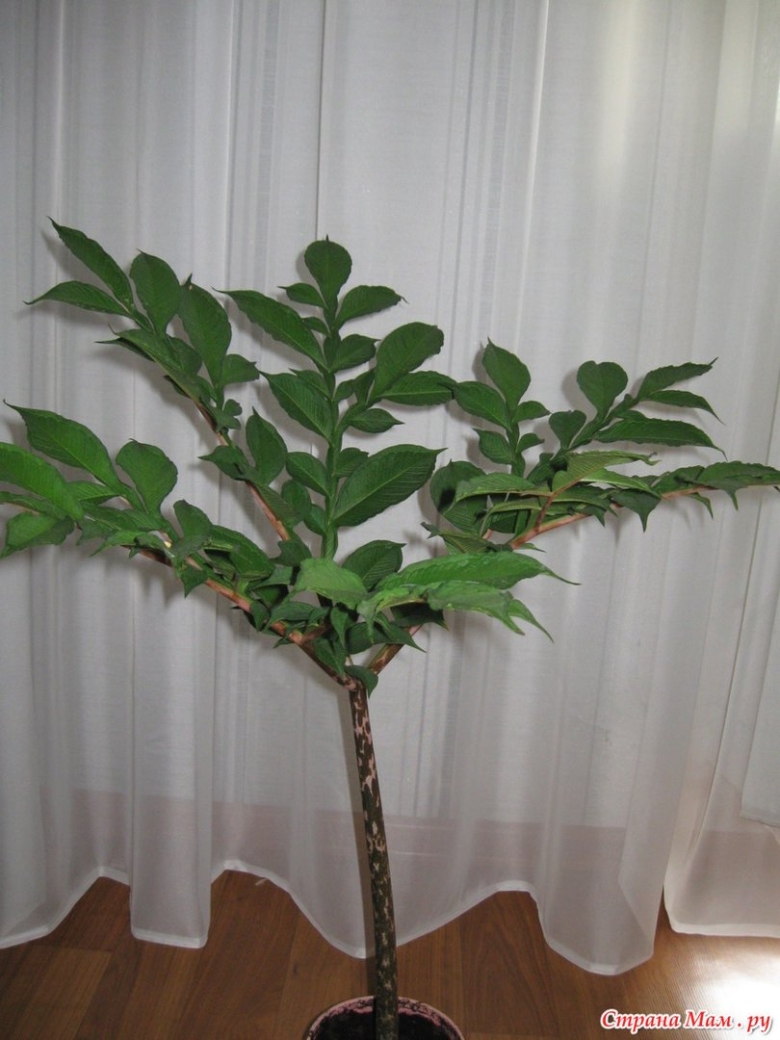 Аморфофаллус комнатное растение отросток