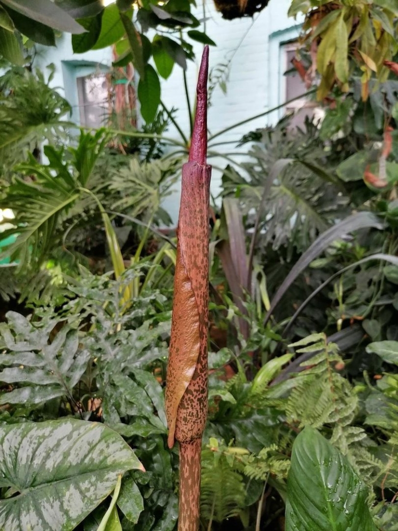 Аморфофаллус зацвел в ботаническом саду
