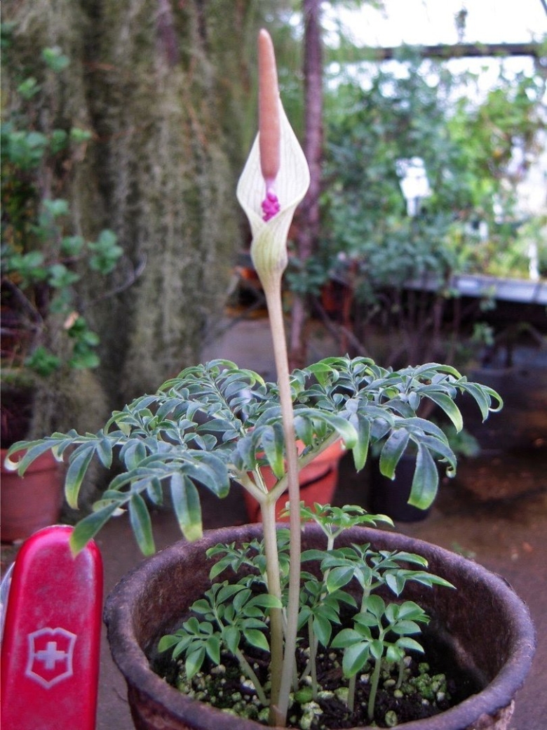 Аморфофаллус коньяк змеиная Пальма