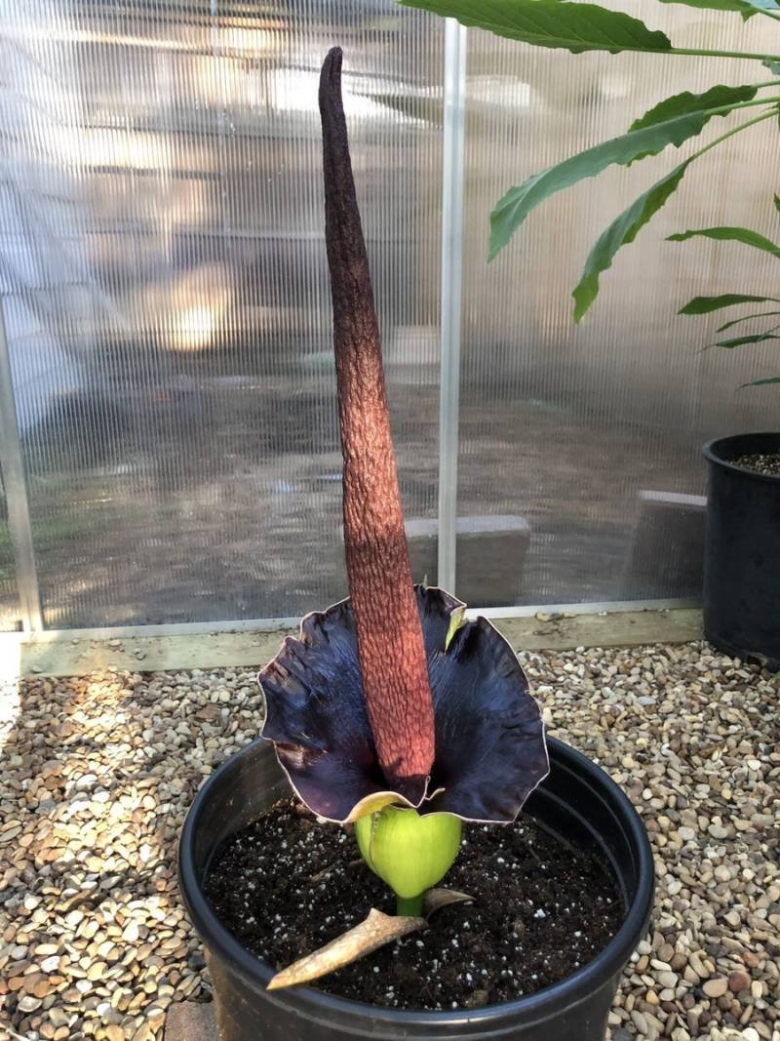 Amorphophallus titanum