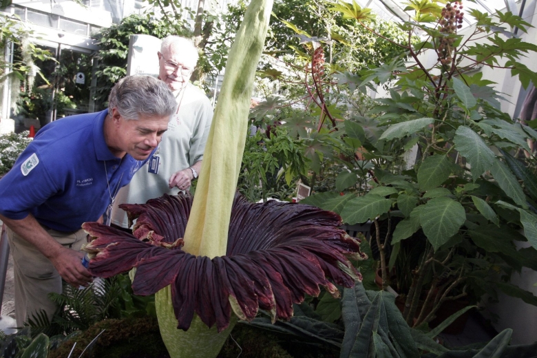 Цветок аморфофаллус гигантский