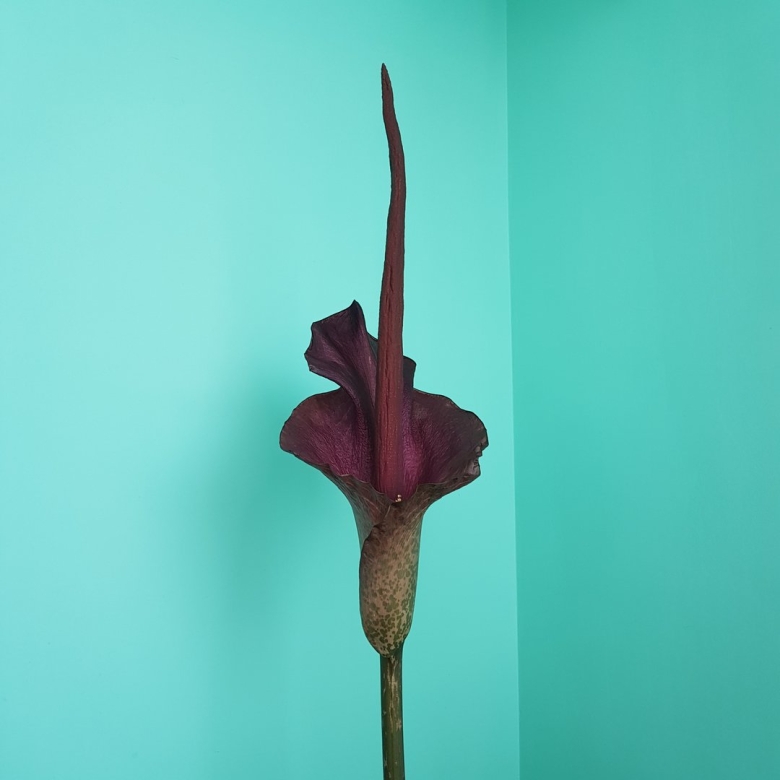 Аморфофаллус цветок комнатный