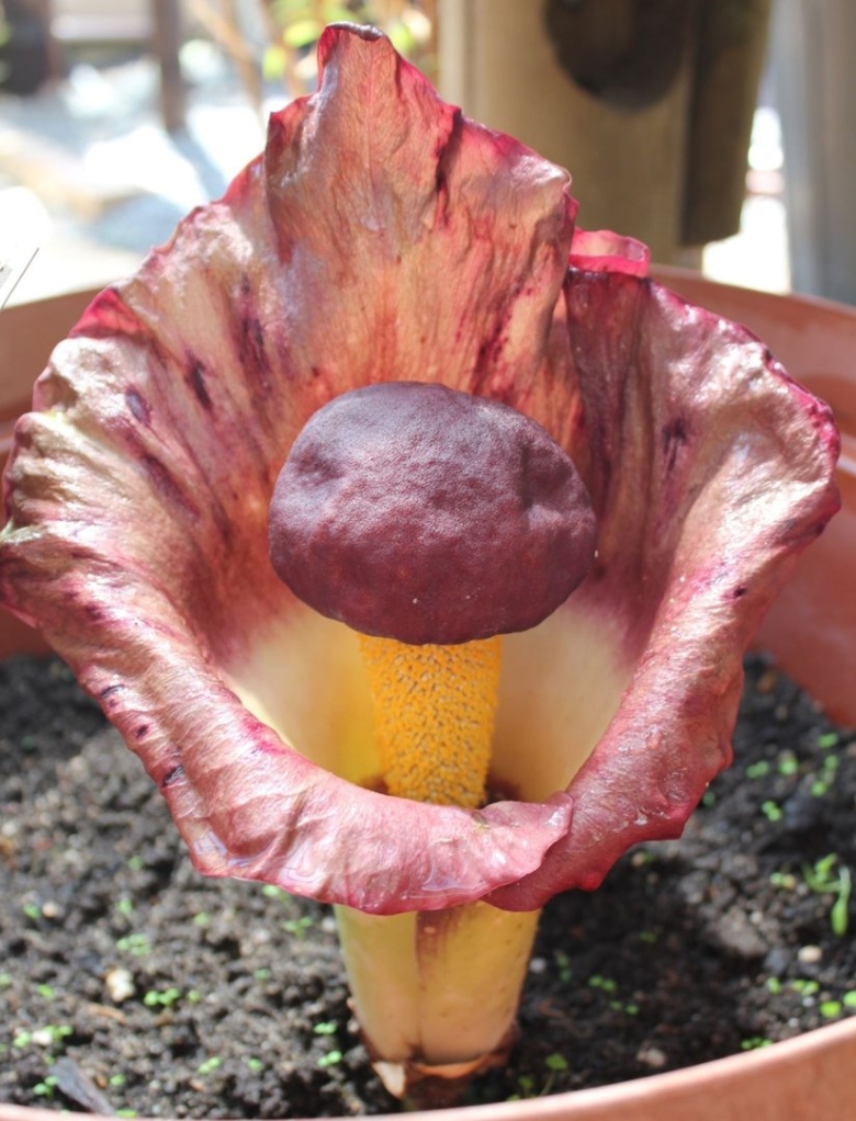 Amorphophallus paeoniifolius