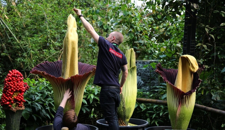 Титан арум цветок