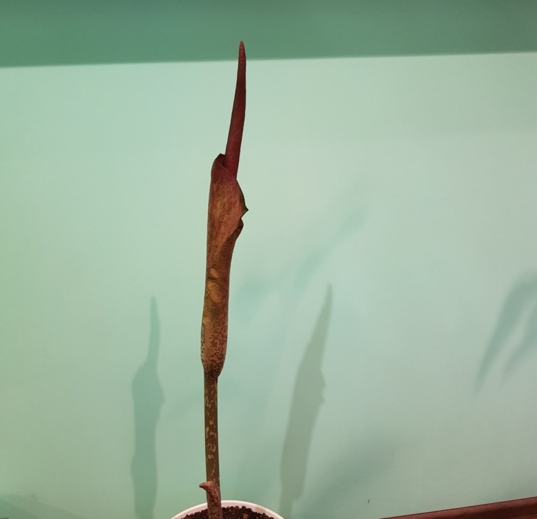 Змеевидная Пальма