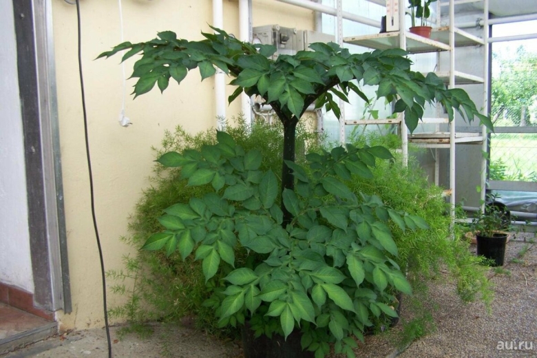 Пальма аморфофаллус