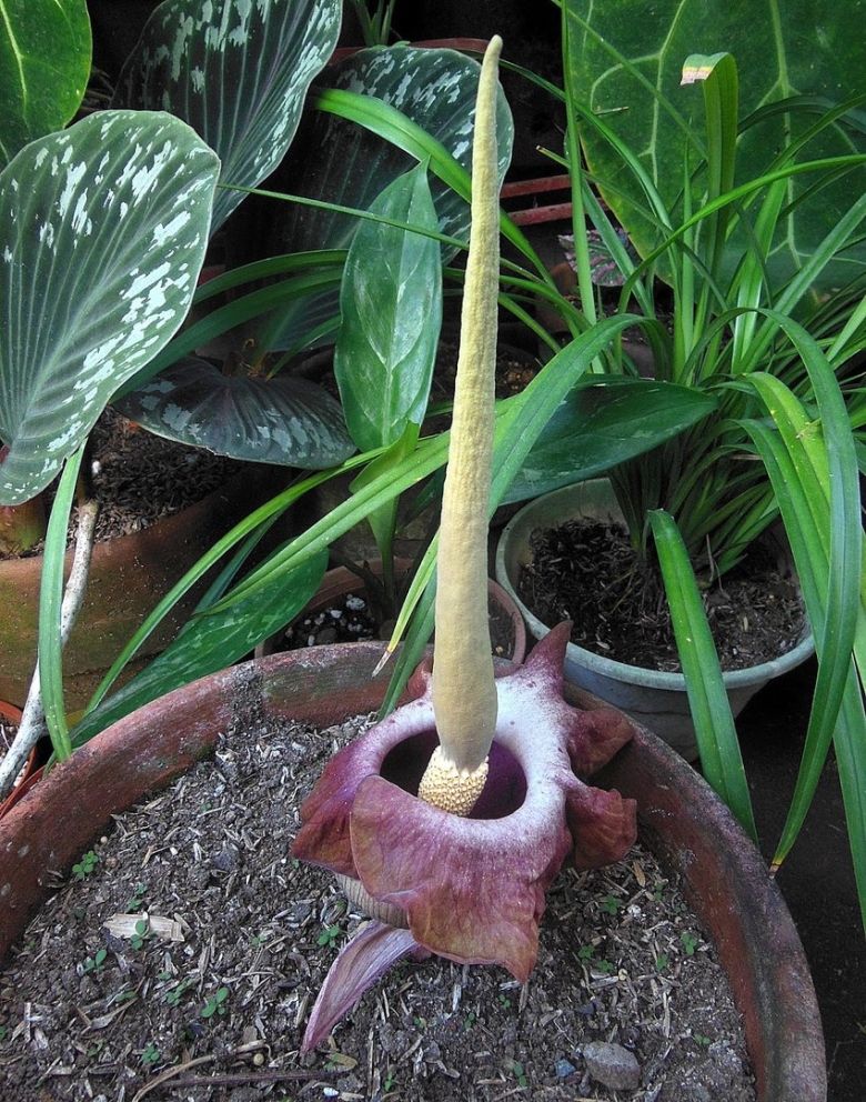 Змеиная пальма аморфофаллус