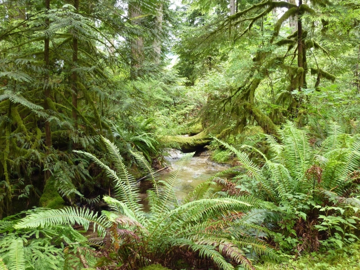 Temperate rainforest