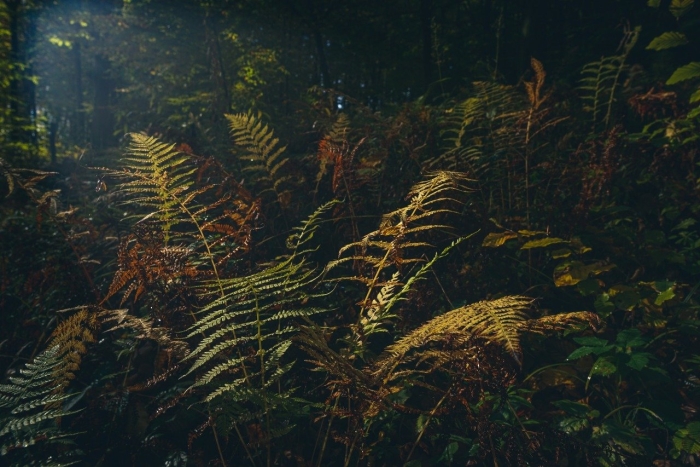 Папоротник осенью