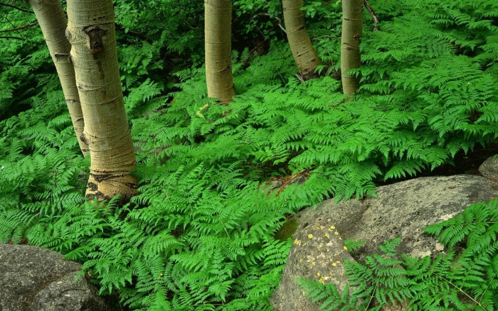 Папоротник лесной