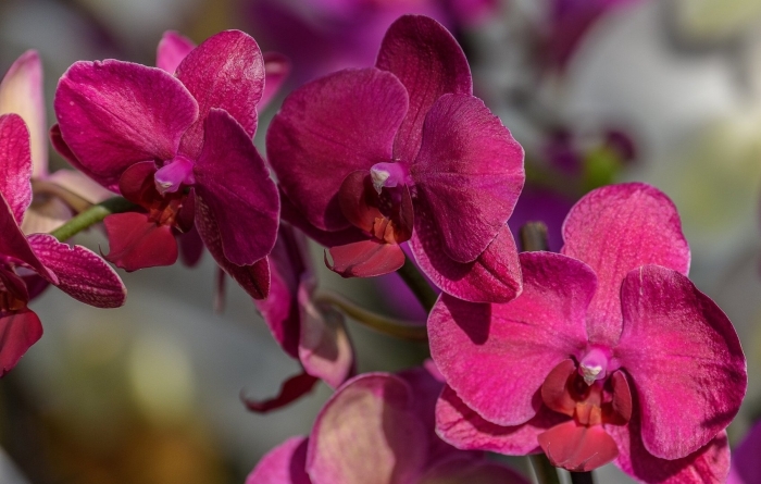 Фаленопсис монте карло