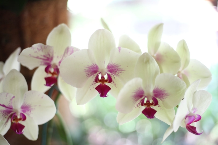 Орхидея phalaenopsis chengdu