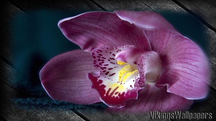 Орхидея цимбидиум фиолетовая